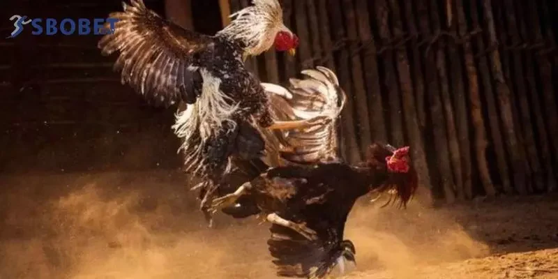 Bí quyết đặt cược hiệu quả giúp bạn trúng lớn 