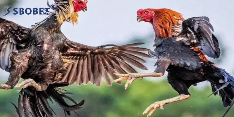 Đá gà Sbobet - sân chơi cá cược uy tín hàng đầu hiện nay 