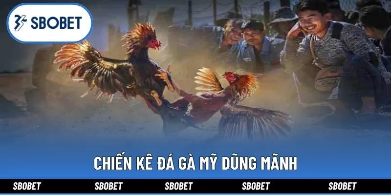 Chiến kê đá gà mỹ dũng mãnh