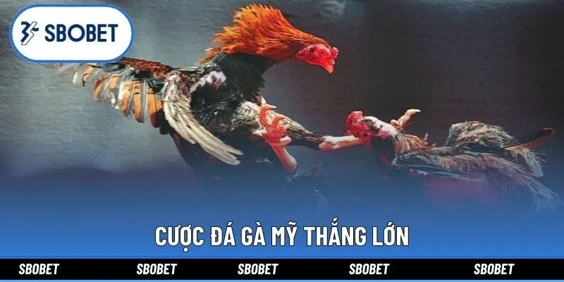 Cược đá gà mỹ thắng lớn