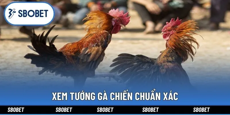 Xem tướng gà chiến chuẩn xác